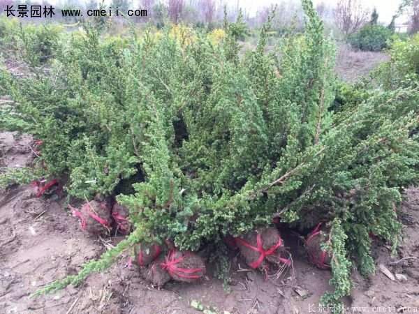 沭陽(yáng)的鋪地柏 沭陽(yáng)的鋪地柏