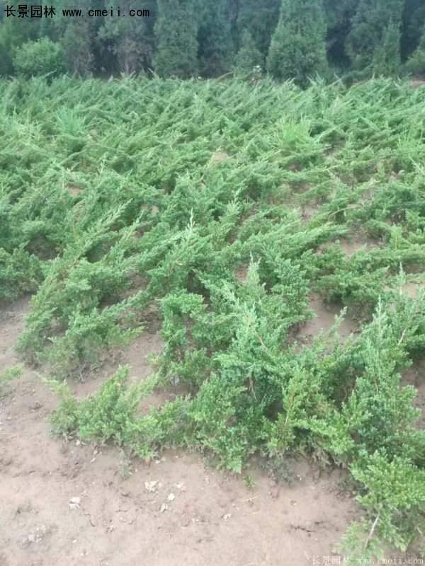 爬地柏基地照 爬地柏基地照