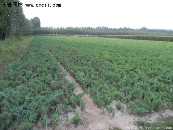 沭陽(yáng)30-80冠幅地柏苗