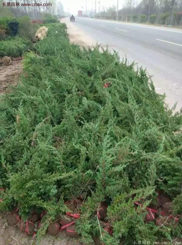 沭陽地柏的規(guī)格 沭陽地柏的規(guī)格