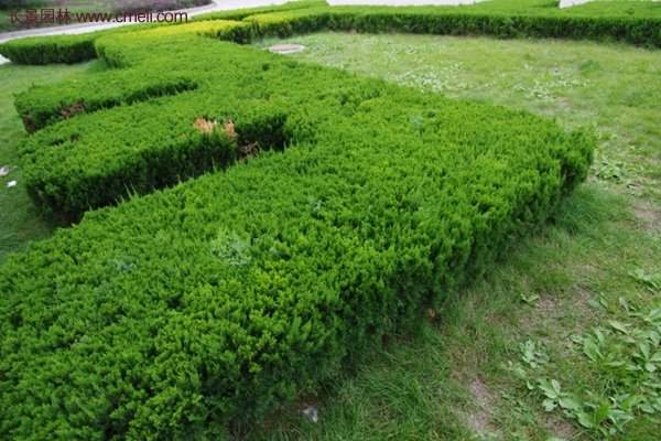 沭陽(yáng)沙地柏