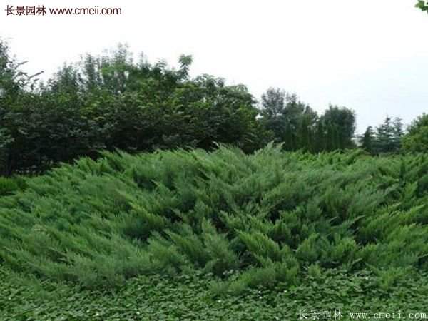 沭陽(yáng)沙地柏