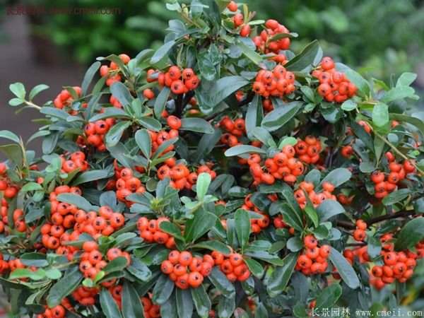 沭陽火棘苗、火棘球