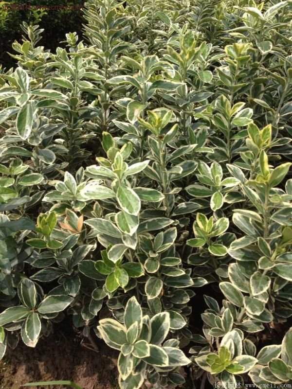 沭陽(yáng)金邊黃楊價(jià)格