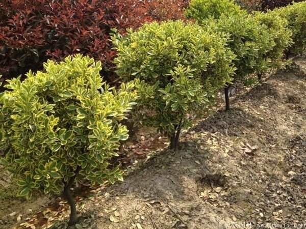 沭陽(yáng)金邊黃楊價(jià)格