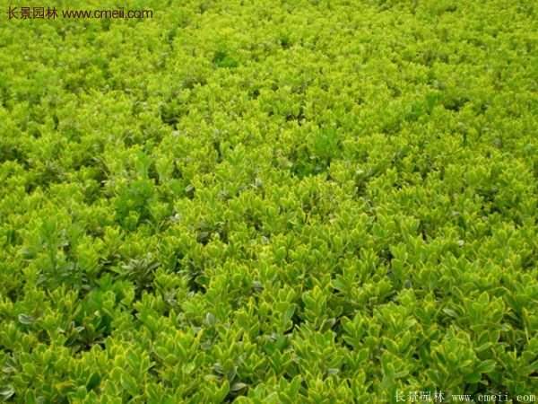 沭陽(yáng)金邊黃楊的苗價(jià) 沭陽(yáng)金邊黃楊的苗價(jià)