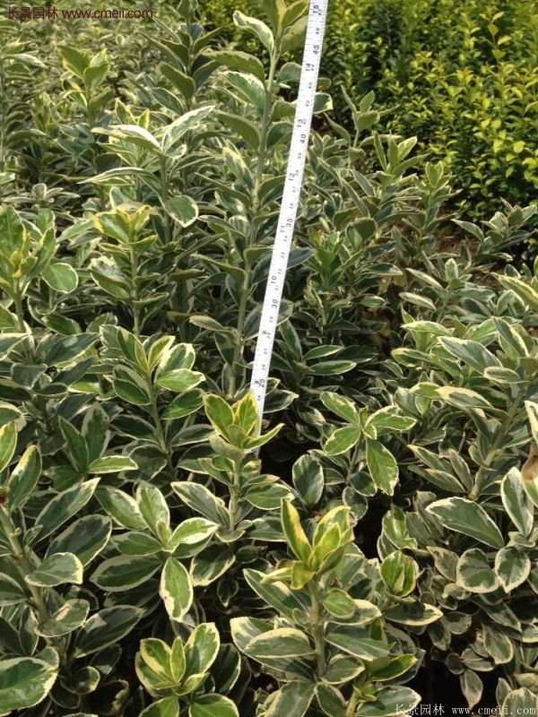 金邊黃楊的產(chǎn)地