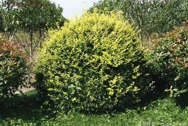 金葉女貞球 金葉女貞球