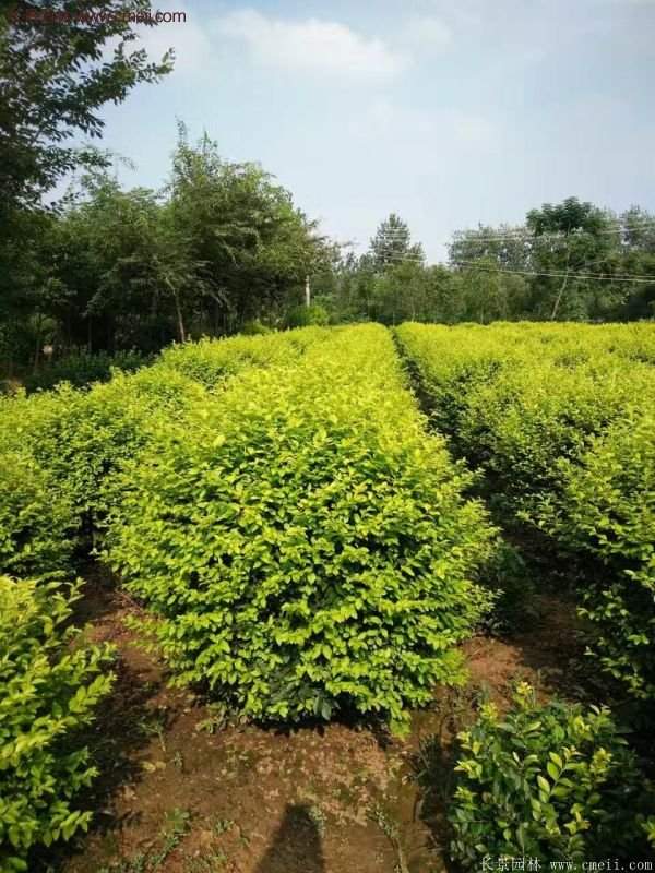 金葉女貞苗、金葉女貞球