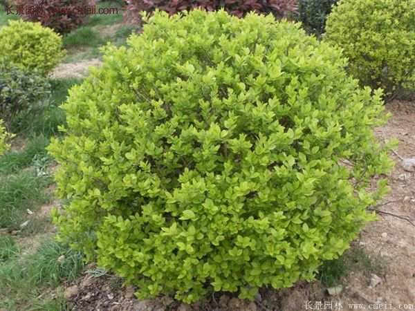 金葉女貞基地 金葉女貞基地