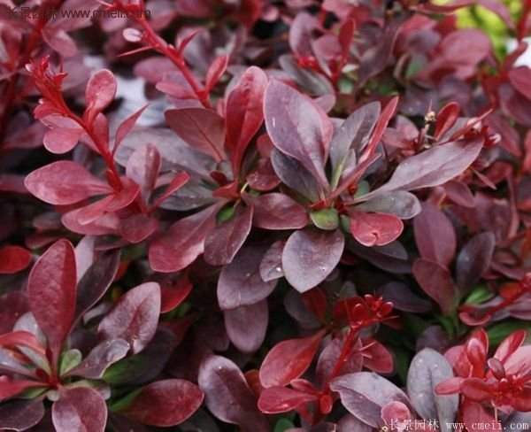 沭陽紅葉小檗苗 沭陽紅葉小檗苗