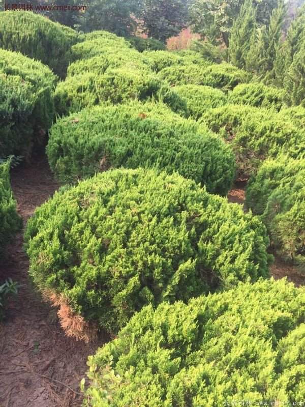 龍柏球?qū)嵟膱D片