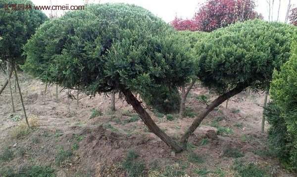 龍柏景觀樹造型