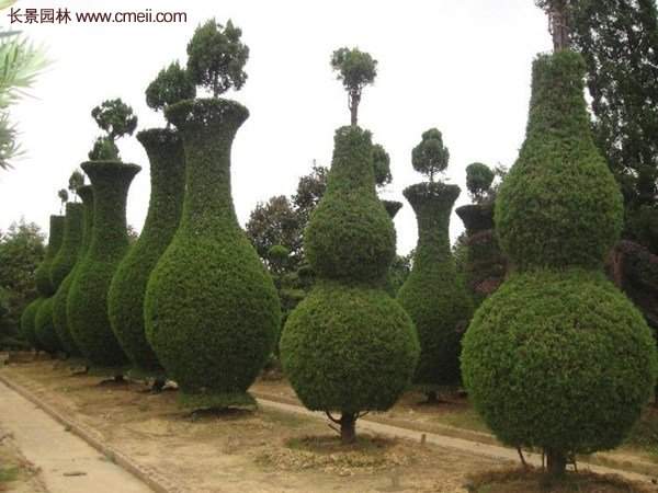 龍柏景觀樹造型