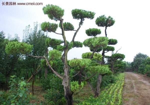 龍柏景觀樹造型