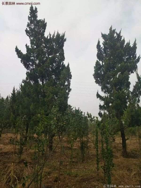 4公高度的龍柏造型樹，地徑在十公分左右