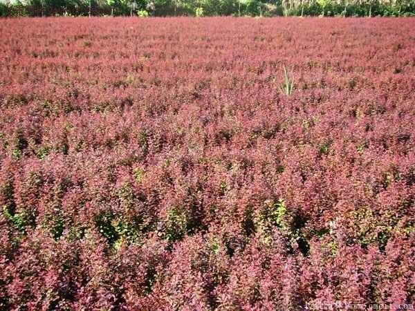 沭陽(yáng)基地的紅葉小檗苗、紅葉小檗球