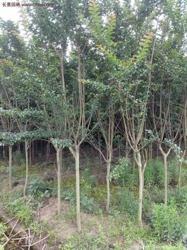 紫薇樹多少錢一棵？