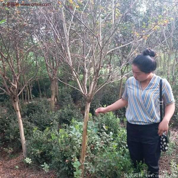 紫薇樹多少錢一棵？