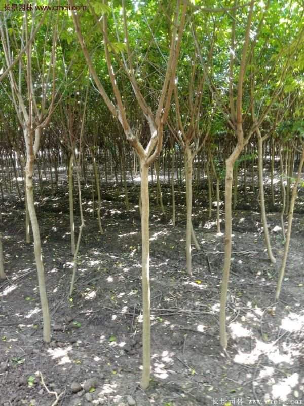 紫薇樹多少錢一棵？