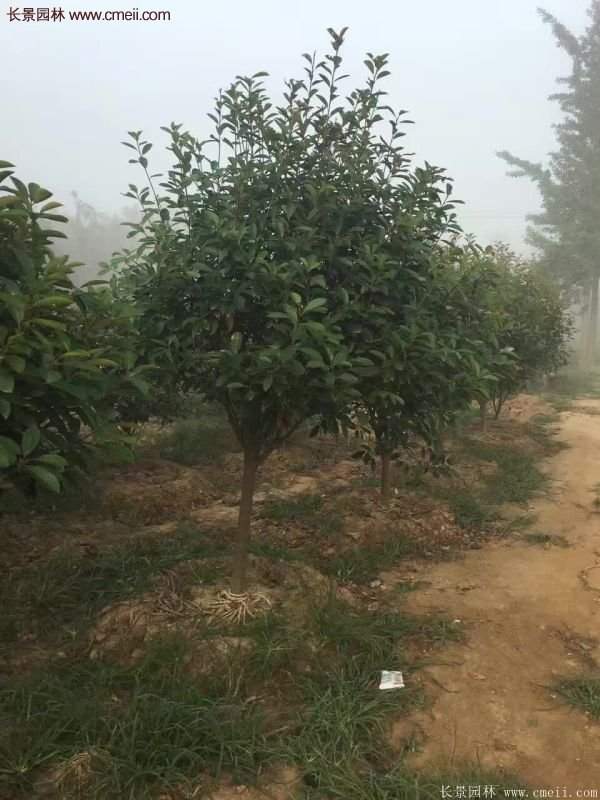 沭陽基地的紅葉石楠球、高桿紅葉石楠