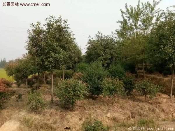 沭陽基地的紅葉石楠球、高桿紅葉石楠