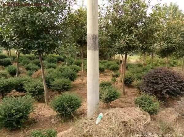 沭陽基地的紅葉石楠球、高桿紅葉石楠