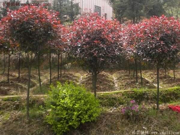 沭陽基地的紅葉石楠球、高桿紅葉石楠