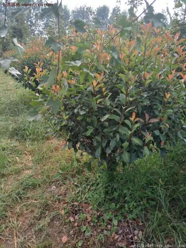 沭陽基地紅葉石楠各種規(guī)格的價(jià)格表