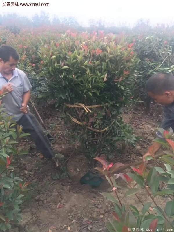 沭陽基地紅葉石楠各種規(guī)格的價(jià)格表