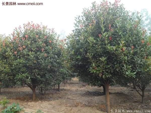 沭陽基地紅葉石楠各種規(guī)格的價(jià)格表