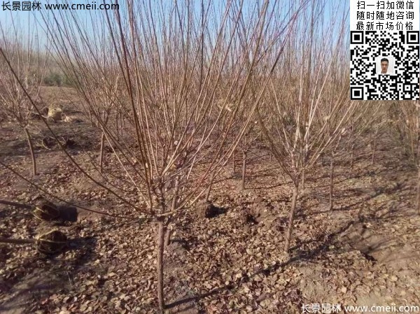 地徑5-7公分紅梅，數(shù)量7000棵左右