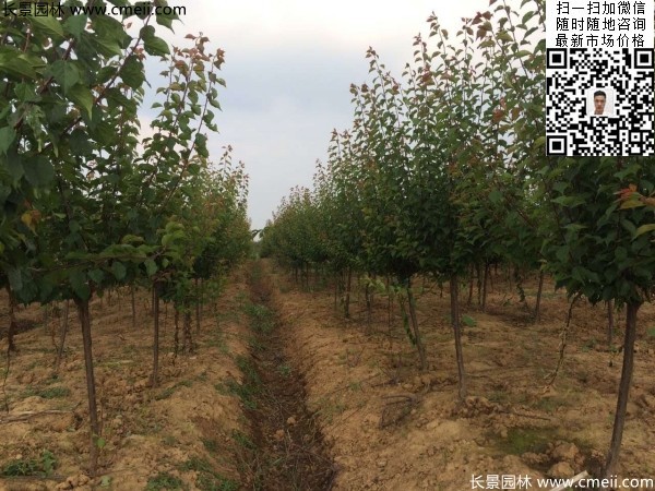 地徑5-7公分紅梅，數(shù)量7000棵左右