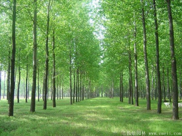 便宜的楊樹苗哪里有賣？