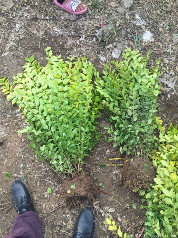 金葉女貞球-長(zhǎng)景園林