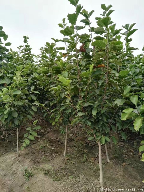 紅玉蘭圖片紅玉蘭基地實(shí)拍