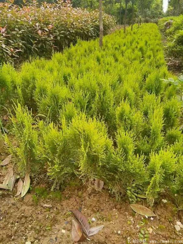 灑金柏圖片灑金柏基地實(shí)拍