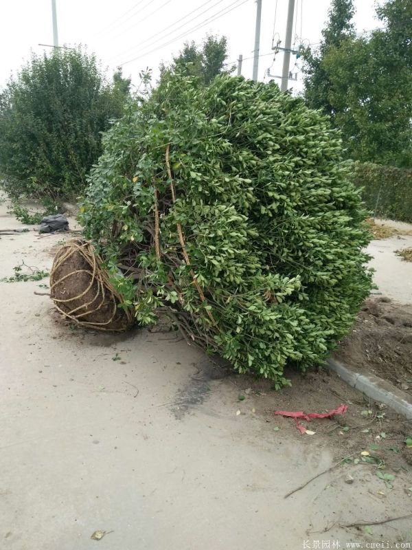 大葉黃楊球圖片基地實(shí)拍