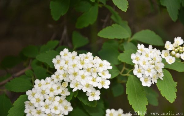 珍珠梅圖片基地實(shí)拍 珍珠梅圖片基地實(shí)拍