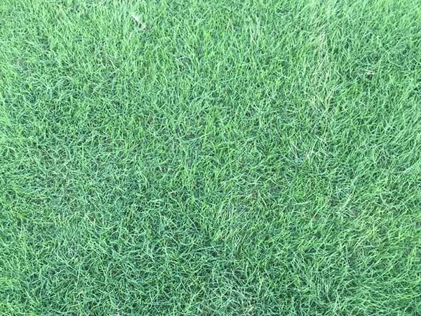 臺灣草坪發(fā)芽出苗圖片