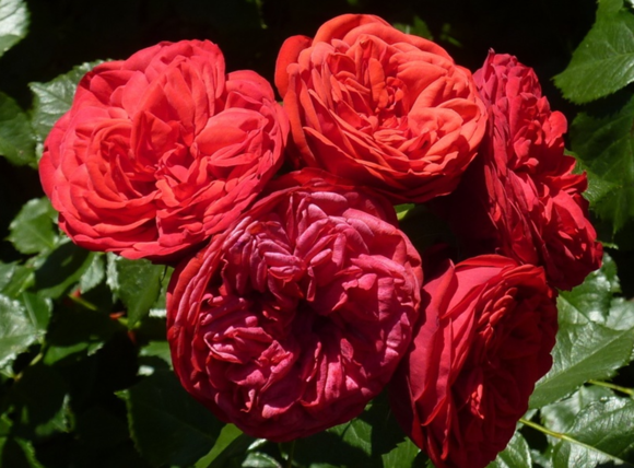 鋼琴、鋼琴系列