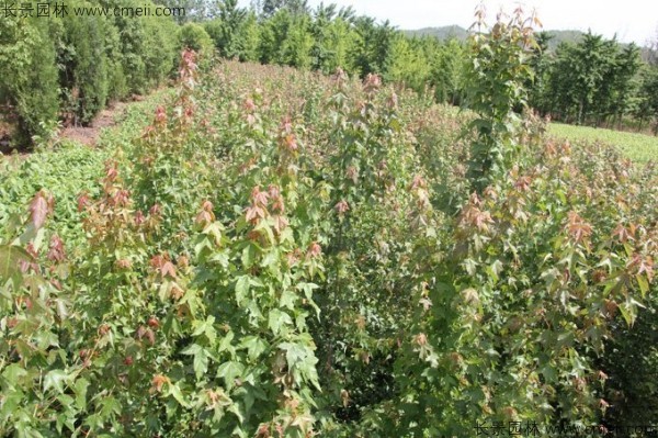 三角楓種子發(fā)芽出苗圖片 三角楓種子發(fā)芽出苗圖片