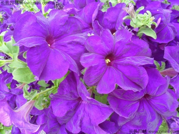 牽?；ǚN子發(fā)芽出苗開花圖片