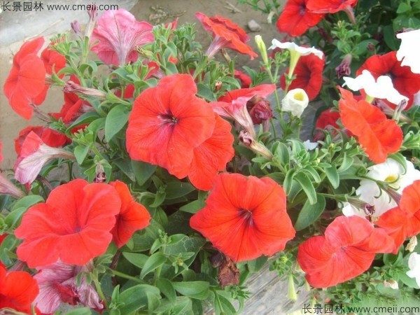 牽?；ǚN子發(fā)芽出苗開花圖片