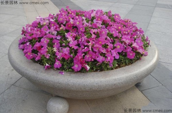 牽?；ǚN子發(fā)芽出苗開花圖片