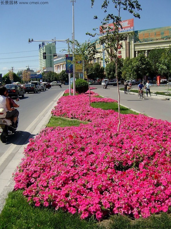 牽?；ǚN子發(fā)芽出苗開花圖片