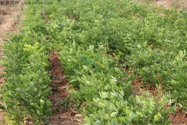 紫藤種子發(fā)芽出苗圖片