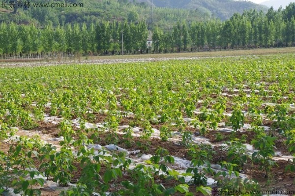 復(fù)葉槭種子發(fā)芽出苗圖片