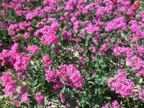 高雪輪種子發(fā)芽出苗開(kāi)花圖片