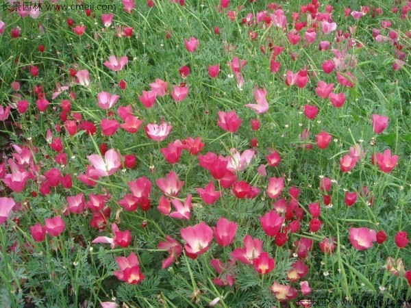 花菱草種子發(fā)芽出苗開(kāi)花圖片